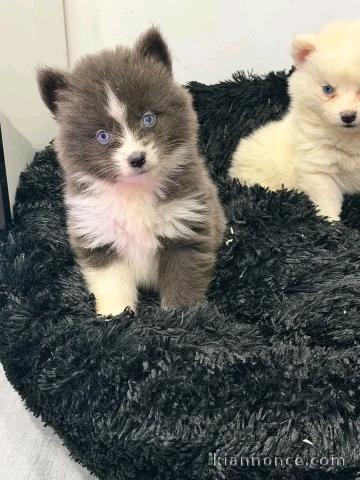 Je donner chiots pomsky disponible 