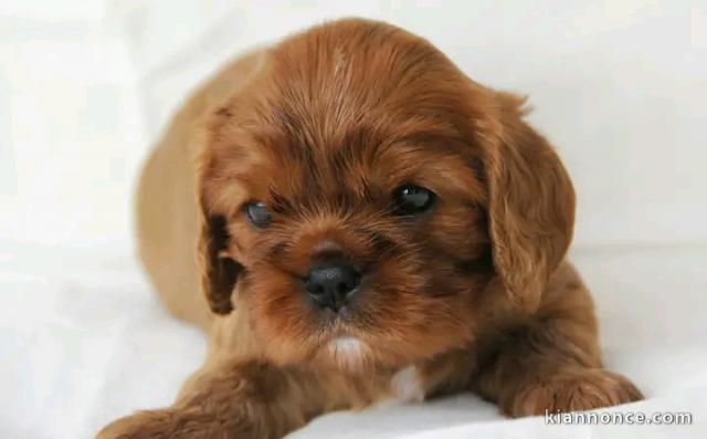 Chiots cavalier King Charles femelle 
