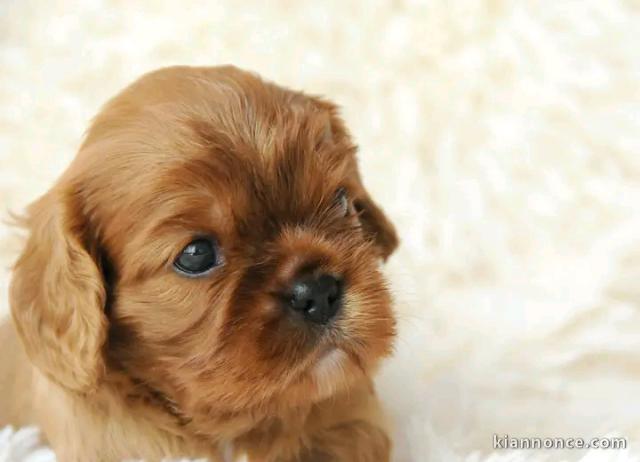 Adorable chiots cavalier King Charles mâle 