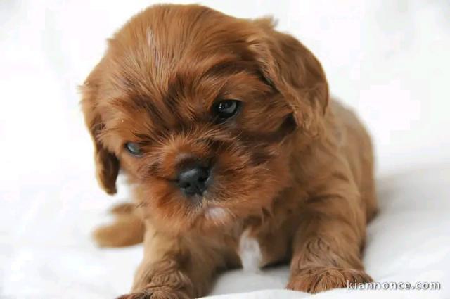 Chiots cavalier King Charles disponible 