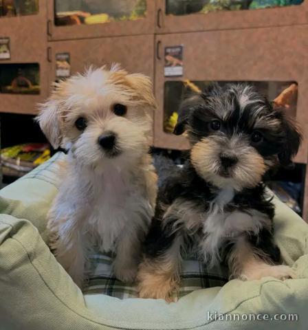 Adoption chiots yorkshire terrier 