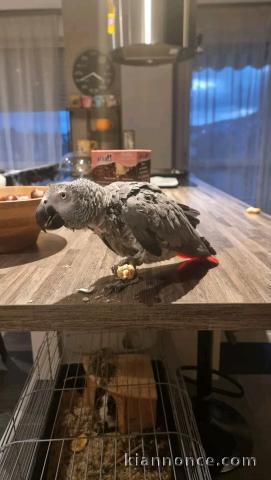 Mâle perroquets gris du Gabon disponible 