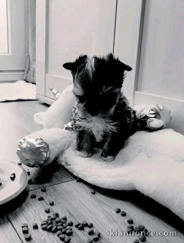 Bébé chiots yorkshire disponible 