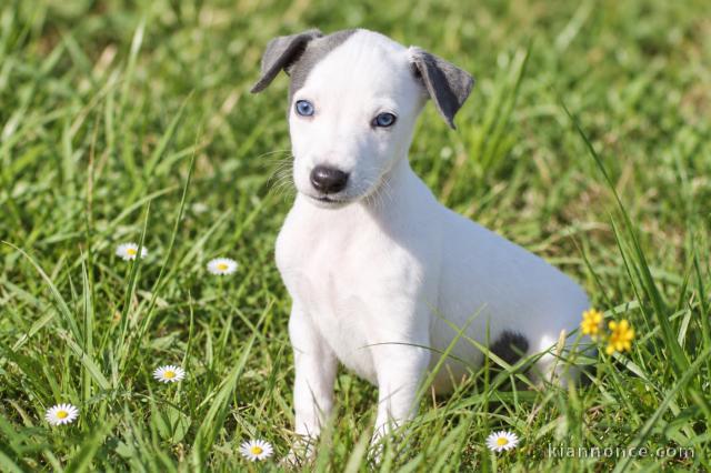 Chiots whippet disponible mâle 