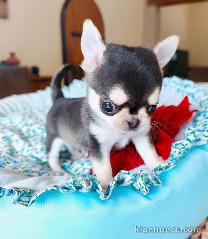 Dons bébé chiots chihuahua femelle 