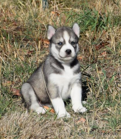 Chiots Husky Sibérien disponible pour adoption 