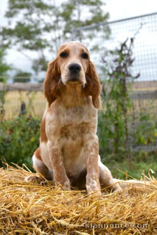 Chiots setter anglais disponible 