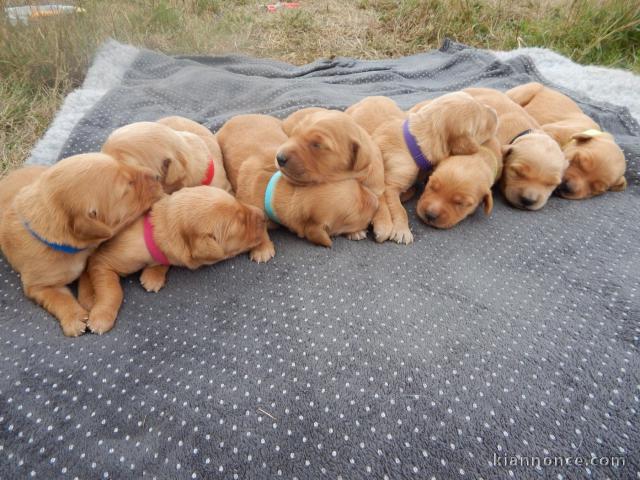 Golden Retriever disponible intéressé contacter 