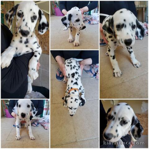 Annonces chiots dalmatien pour adoption 