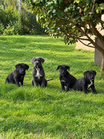 Magnifique chiots cane corse mâle et femelle 