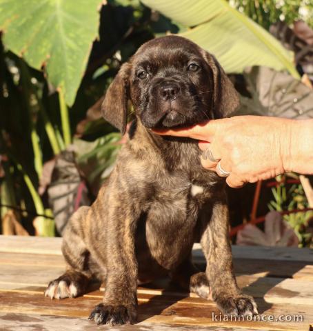 Cane corse mâle à céder urgent 