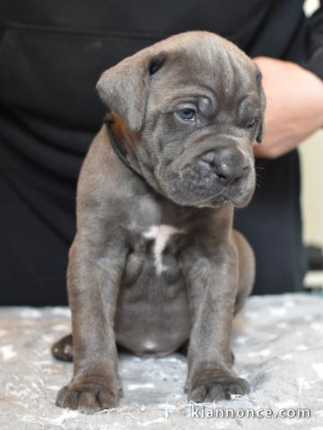 Cane Corso aux yeux bleus disponible 