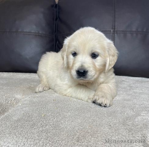 Fille disponible golden retriever 