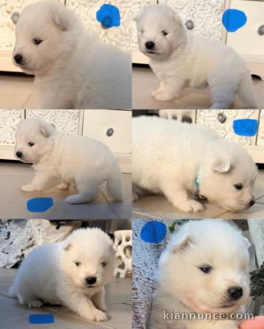 Magnifique chiots samoyède à adopter femelles 