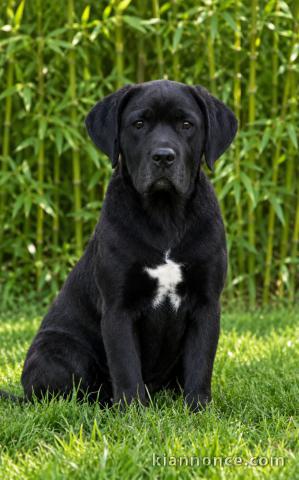 Chiots cane corse disponible 