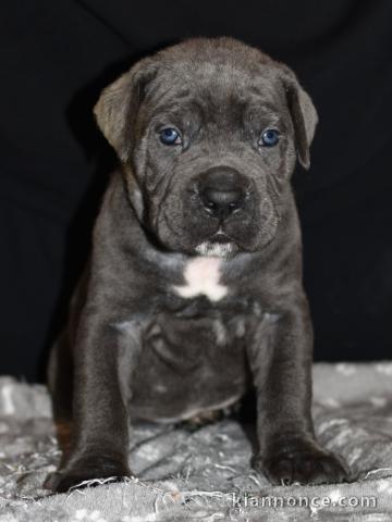 Dons chiots cane corse disponible 