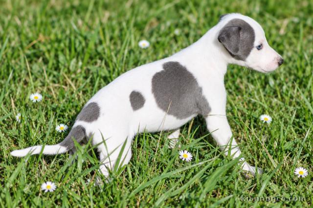 Adorable chiots whippet disponible pour adoption 