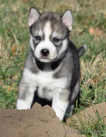 Je donne chiots Husky Sibérien 