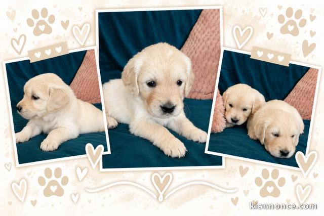 À céder urgent chiots golden retriever disponible 