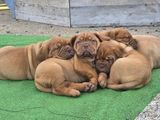 Chiots dogue bordeaux à adopter 