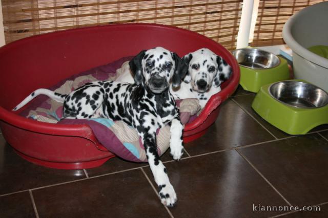 Deux chiots dalmatien à céder 