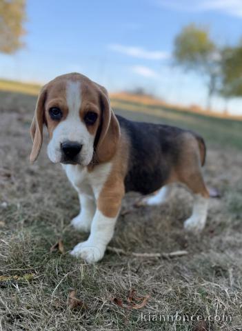 Beagle femelle à placer dans une famille sérieuse 