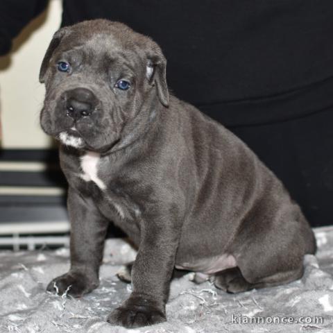 Chiots cane corse disponible 
