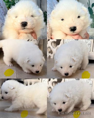 Chiots samoyède à donner 