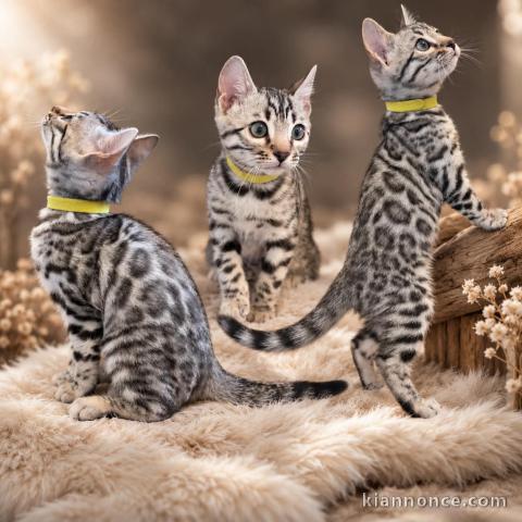 Bébé bengal disponible pour adoption 