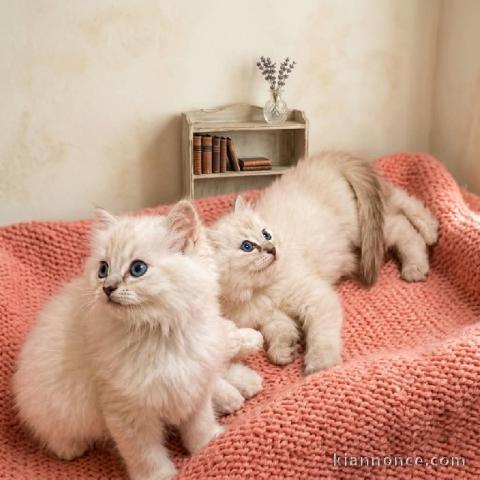 Ragdoll disponible MÂLE ET femelle 