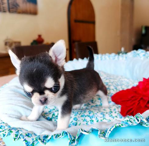 chiots chihuahua pour bonne maman 