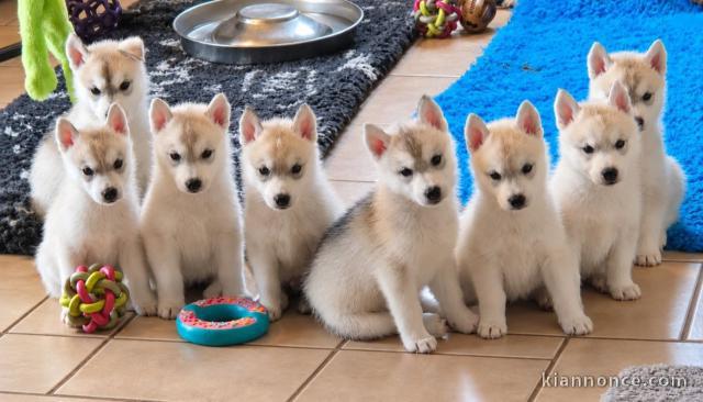 Adorable chiot Husky Sibérien 