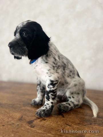 Setter anglais mâle a donner 