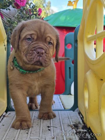 Dogue de Bordeaux disponible 