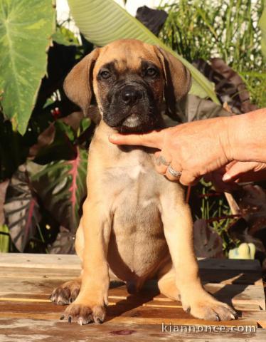 Chiots cané Corso disponible 