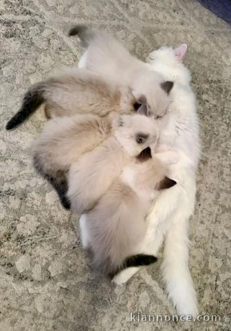 Chaton ragdoll femelle a vendre 