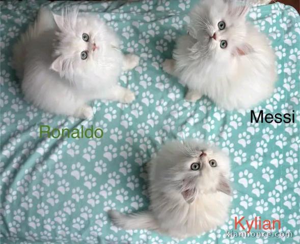 Chaton persan disponible pour à donner 
