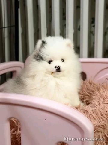 Magnifique chiots Spitz nain Poméranien disponible 