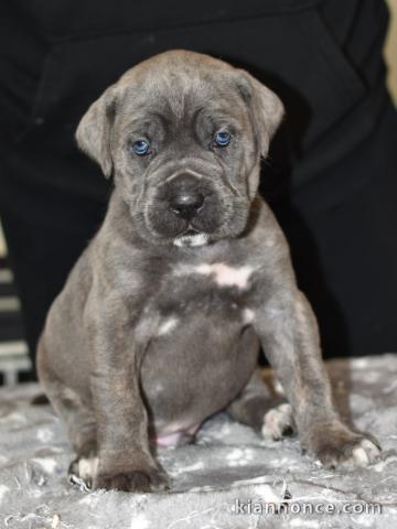 Cane Corso pour adoption 