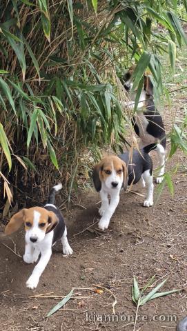 Adoption chiots beagle disponible 
