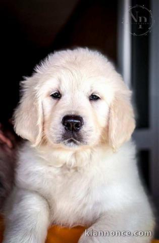 Golden Retriever – Chiots de qualité