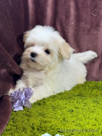 Chiots Bichon maltais adorable à donner 