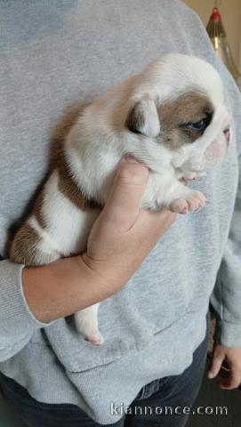 Chiots bulldog anglais mâle a place 