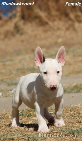 Chiots Bull Terrier Miniature