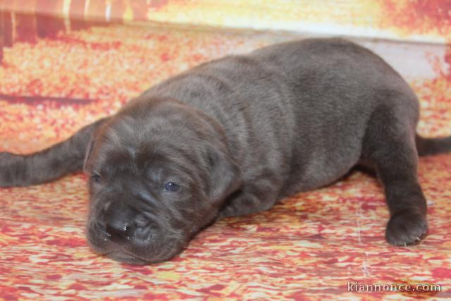 Dons chiots cane corse disponible 