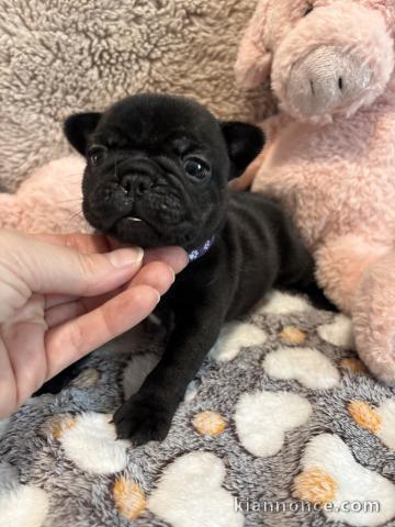 Dons chiots bouledogue français 