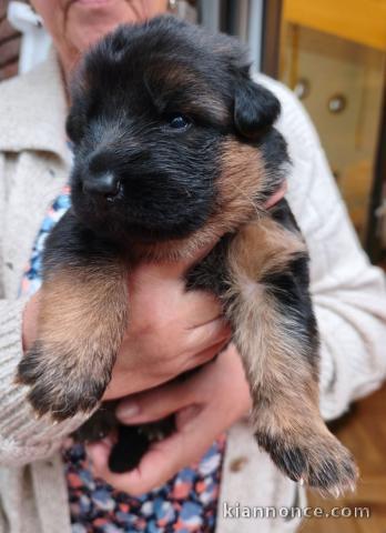 Chiots berger allemand disponible à adopter 
