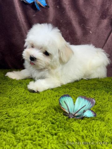 Adorable chiots Bichon maltais femelle 
