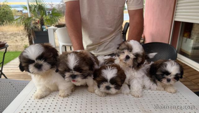 Annonces chiots Shih Tzu Mâle et femelle 