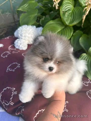 Adorable chiots spitz nain Poméranien a vendre 